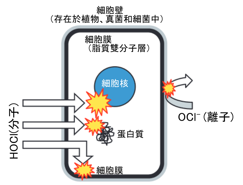 Hypochlorous acid can cross the cell membrane