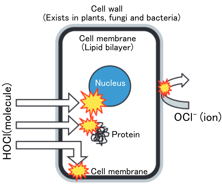 Hypochlorous acid can cross the cell membrane