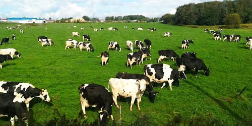 Cows in a field