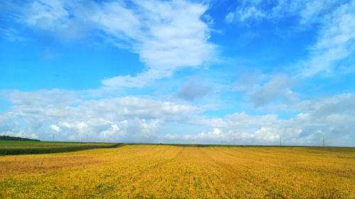 Wheatfield