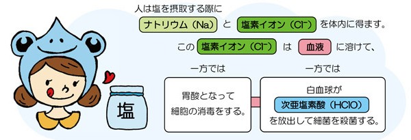 体の中で次亜塩素酸ができる