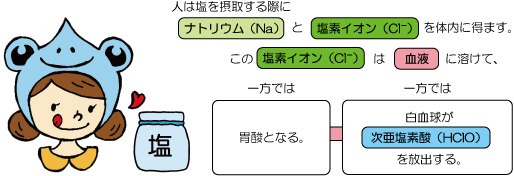 体の中で次亜塩素酸ができる